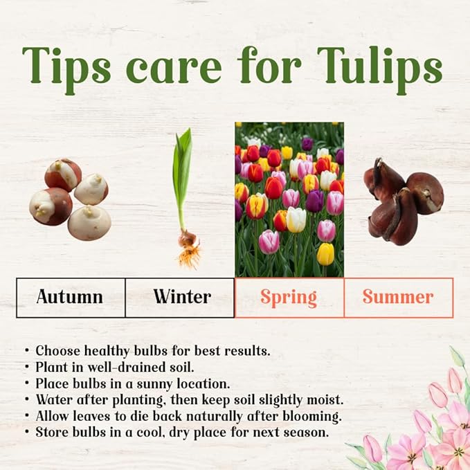 25 Tulip Bulbs for Spring Planting, Mix Large Tulip Bulbs for Fall Planting, Flower Bulbs