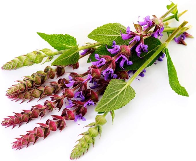 NIKA SEEDS - Seeds Herb Sage (Salvia Officinalis) Medicinal - 25 Seeds