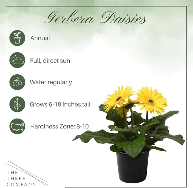 Live Flowering Gerbera Daisies - Yellow (2 Plants Per Pack) - Beautiful Spring Flowers - 12" Tall by 5" Wide in 1 Qt Pot
