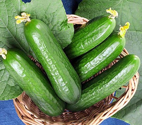 30 Muncher Burpless Sweet Cucumber Seeds, Heirloom Non-GMO, Non-Bitter and Acid Free, Crispy and Sweet, Fragrant and Delicious, Cucumis sativus, Grown in USA