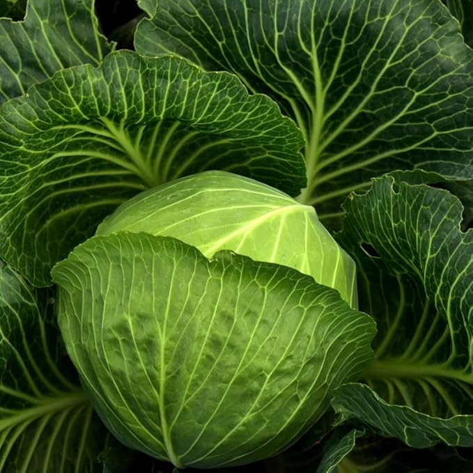 Set 2 Cabbage Plants, 4 Inch Pot, Cold Harrdy Cabbage Vegetable Plant for Indoor Outdoor Garden