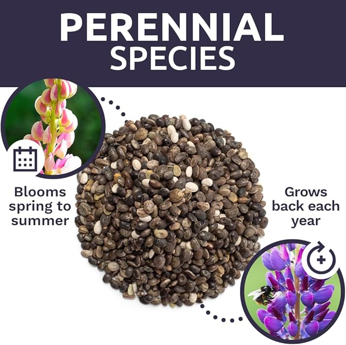 Russell Lupine Seeds – Extra Large Packet – Over 1,300 Open Pollinated Non-GMO Perennial Wildflower Seeds – Lupinus polyphyllus