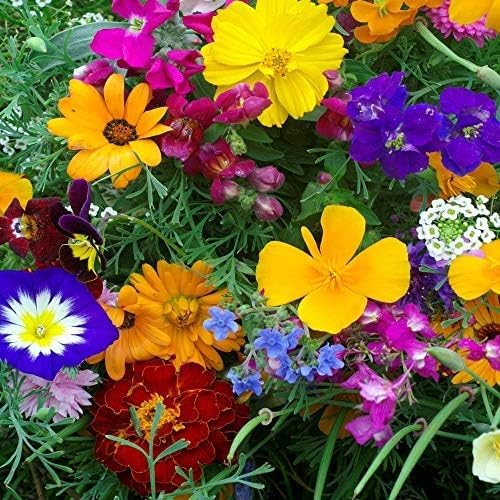 Outsidepride Balcony Wild Flower Seed Mix - 5,000 Seeds, Windowsill-Friendly Annual & Perennial Flower Seeds for Small Spaces, Easy-to-Grow Variety, Ideal for Balcony Gardens & Urban Flower Beds