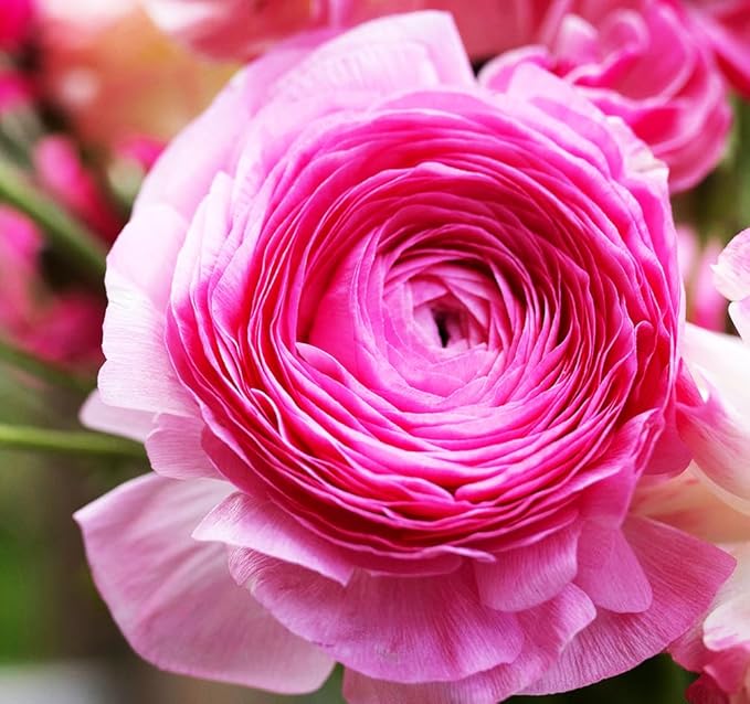 Mixed Peony Ranunculus Bulbs- Persian Buttercup -10 Corms Bulbs Flowering Blooms Perennial Bulbous Root Garden Plant (Pink)