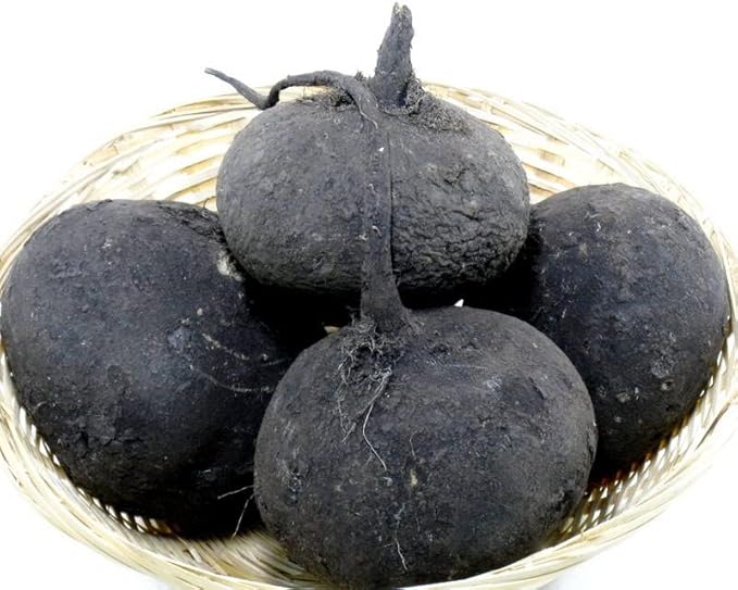 CEMEHA SEEDS - Black Radish Non GMO Vegetable for Planting