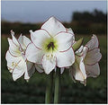 Picasso White Amaryllis Bulb – Large Bulb for Planting, Pink/Red Edges, 4-8 Blooms, 16–24" Tall – Elegant Indoor & Outdoor Plant – Low-Maintenance Amaryllis Bulb (Not in Wax)