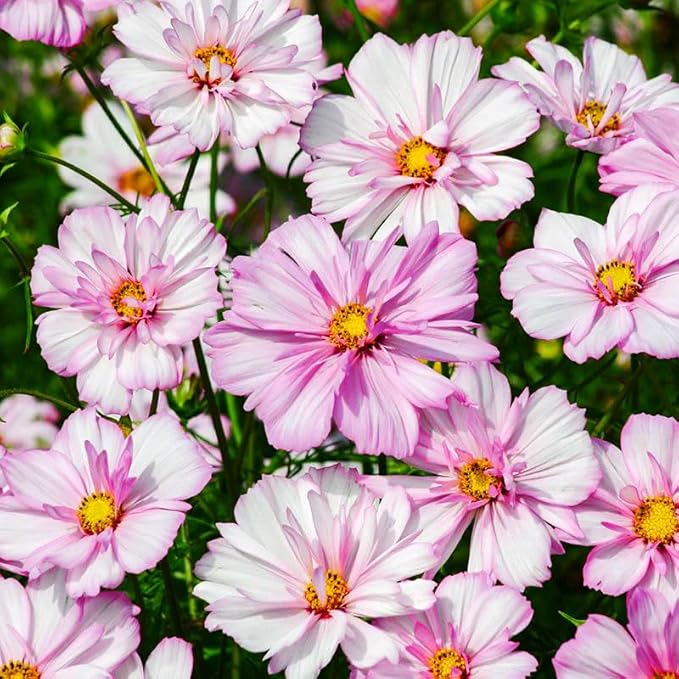 330+ Perennial Mixed Cosmos Seeds for Planting-Non-GMO Heirloom Plant Seeds Garden Outdoor