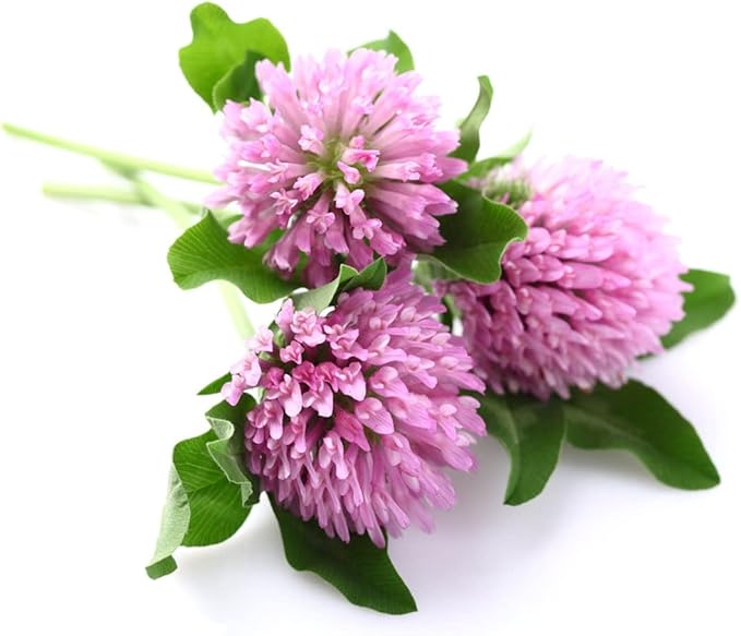 Todd's Seeds Red Clover Seeds, Non-GMO, Chemical Free, High Germination (1/2 Pound)