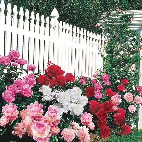Mixed Peony Seeds for Planting - 100 Peony Seeds Non-GMO Heirloom Seeds - Attracts Butterflies Pollinators