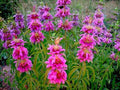 Seeds Lemon Bee Balm Monarda Lemon Mint Herbs Non GMO Heirloom