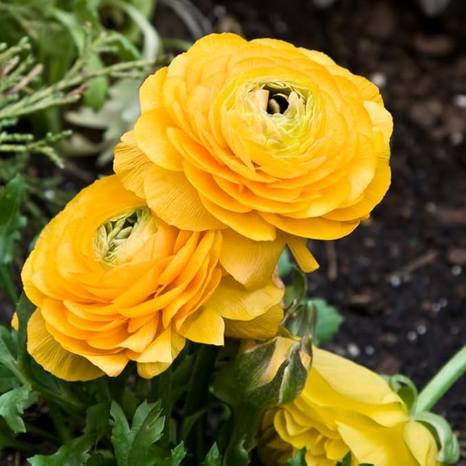 Set 50 Ranunculus Bulbs for Planting, Yellow Ranunculus Corms Bulk, Butterfly Ranunculus Flowers Bulbs Spring Fall, Peony Buttercup Ranunculus