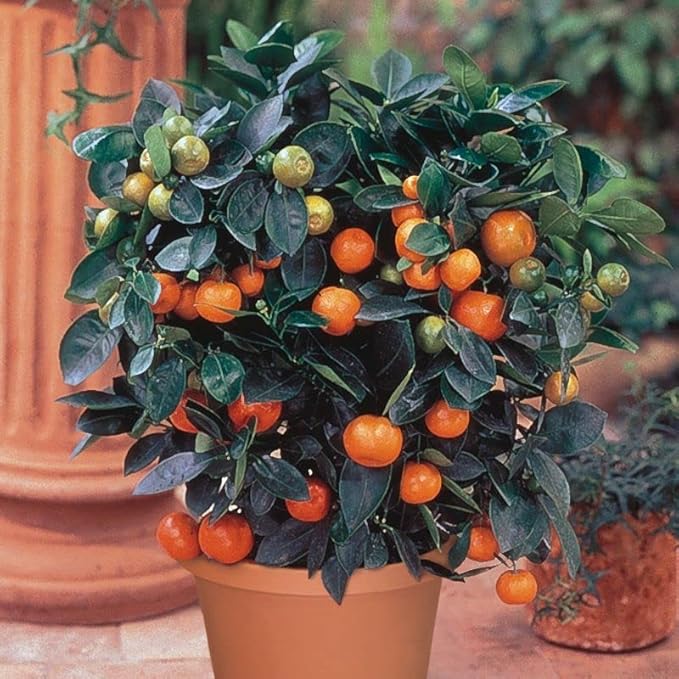 Gardenera's Premium Potting Mix for Tangerine Trees : Grow Healthy, Luscious Tangerines with Ease - 4 Quart
