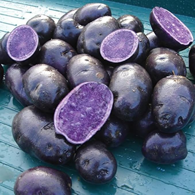 2 Lbs Purple Potato Tubers High Yielding for Outdoor Planting, Vegetables Potatoes Plants Bulbs Seeds, Heirloom Seed Potato Live Tuber