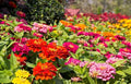California Super Giant Zinnia Flower Mix 200+ Seeds