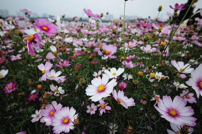Cosmos Seeds, 3000 Cosmos Flower Seeds, Cosmo Seed for Planting Outdoors (0.35 Ounce/10G)