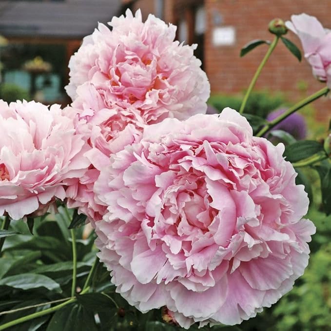 Peony Flower Seeds for Planting - 1000 Heirloom Flower Seeds for Planting Beautiful Pink Ruffled Blooms to Attract Butterflies