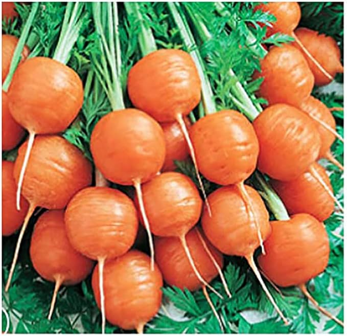 Round Baby Parisian Carrots Seeds A Delicacy Prised by Gourmet Restaurants Delicious Carrot Vegetable Seeds - 1000 Seeds