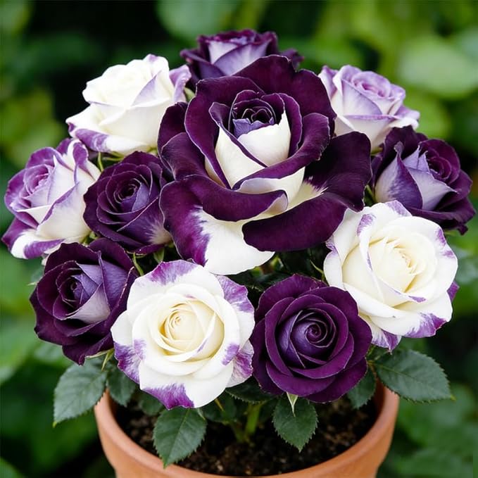 45+ Mixed Color Rose Flower Seeds for Planting, Perennial Bloom,Fragrant Garden Decor