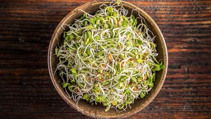 Alfalfa Microgreen seeds-16 oz COOL BEANS n SPROUTS Brand - Home Gardening.