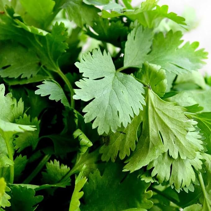 2000 Cilantro/CORRIANDER/Chinese Parsley Coriandrum Sativum Herb Flower Seeds