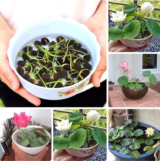 10PCS Mini Lotus Seeds Mixed Color Home Garden Bonsai Flower Seeds Heirloom