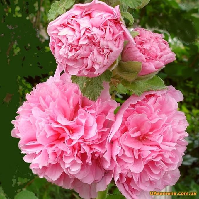 Hollyhock Double Flower Seed Mix Multicolor Terry Mallow Malva Alcea Rosea Climbing Rose 30+ Seeds for Planting Garden Flower Seeds