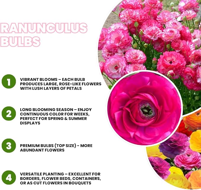 Pack 25 Ranunculus Bulbs for Planting, Pink Ranunculus Corms, Butterfly Ranunculus Flowers Bulbs to Grow, Peony Buttercup Ranunculus