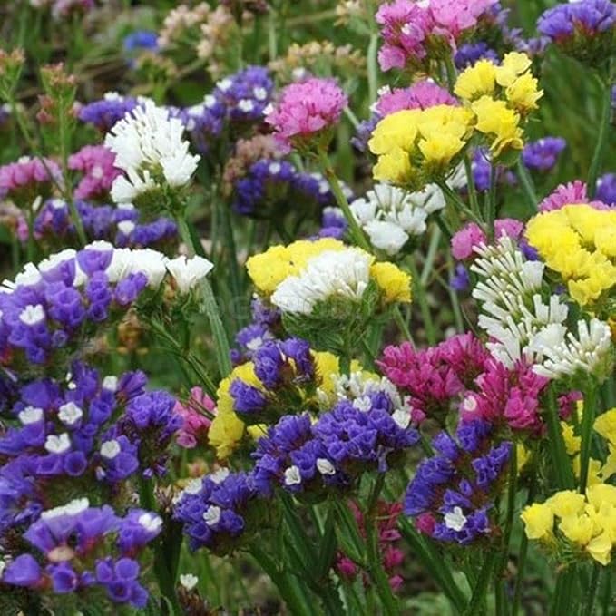 KIRA SEEDS - Seeds Wavyleaf Sea Lavender Mix - Statice Kermek - Heirloom Herb - GMO Free
