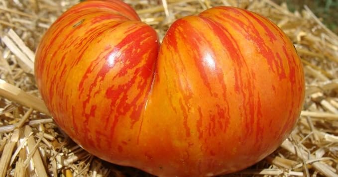 RAISE ME UP: Seeds Rainbow Beefsteak Tomato Variety from Minnesota Giant Indeterminate Non GMO Heirloom