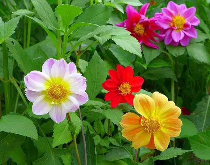 Seeds Flowers Dahlia Funny Guys Mix - 70 Seeds