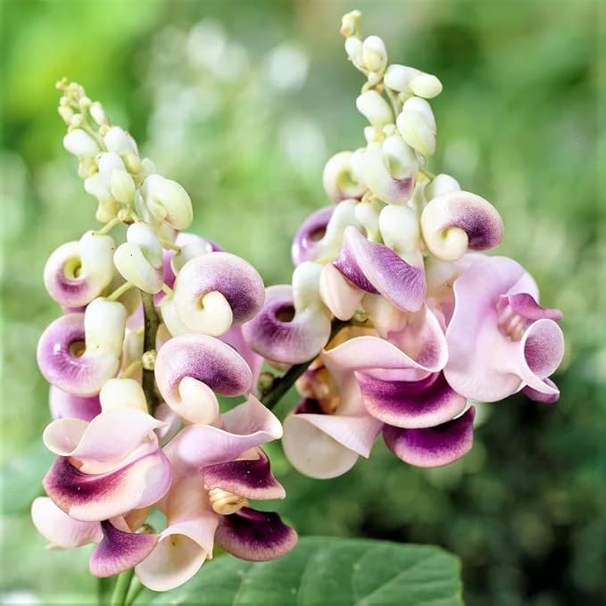 20+ Corkscrew Vine Flower Seeds for Planting Outdoors Garden-Perennial Snail Vine Plant Fragrant Non-GMO Heirloom