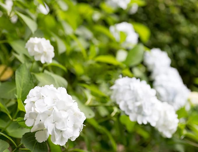 60+ Mixed Color Hydrangea Seeds for Planting, Hydrangea macrophylla Giant Snowball Hydrangea Fast Growing Shrub, Flower Plant Wedding, Outdoor Garden - Potted Plants