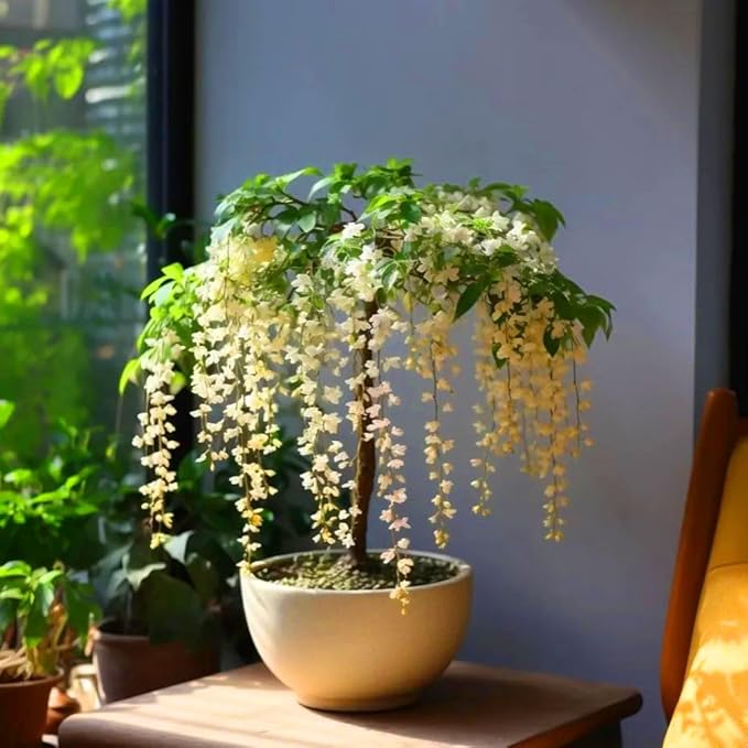 Climbing Weeping Jasmine Seeds for Planting, 150+pcs Perennial Fragrant Climbing Jasmine Flower Seeds Plants, Heirloom Non-GMO Beauty Climber Flowers for Home Garden Outdoors
