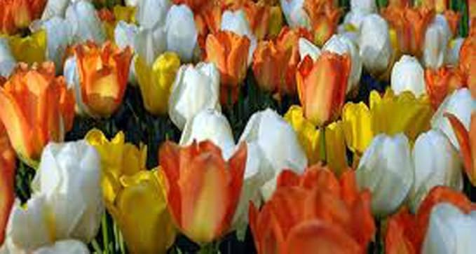 Emperor Tulip Bulb, Jazz Mix, (5 Pack) Stunning Perennial Tulips, Bulbs, Large Flowers