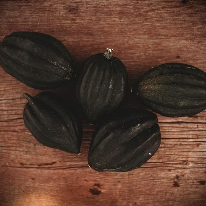 Table Queen Bush Acorn Squash - 25 Seeds - Heirloom Bush Squash Variety, Great for Raised Beds & Containers, Non-GMO Winter Squash Seeds for Planting in The Home Garden, Thresh Seed Company
