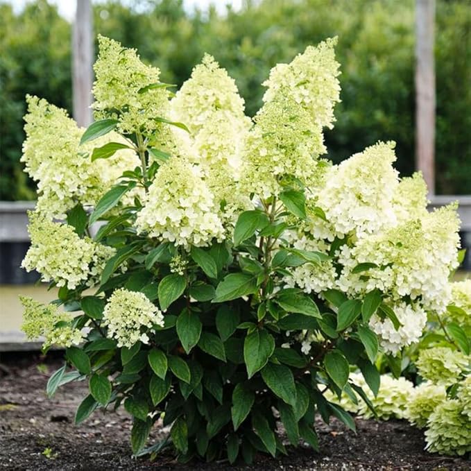 50+ Mix Perennial Vanilla Strawberry Hydrangea Flower Seeds for Planting in Home Garden - Fragrant, Attracts Bees and Butterflies