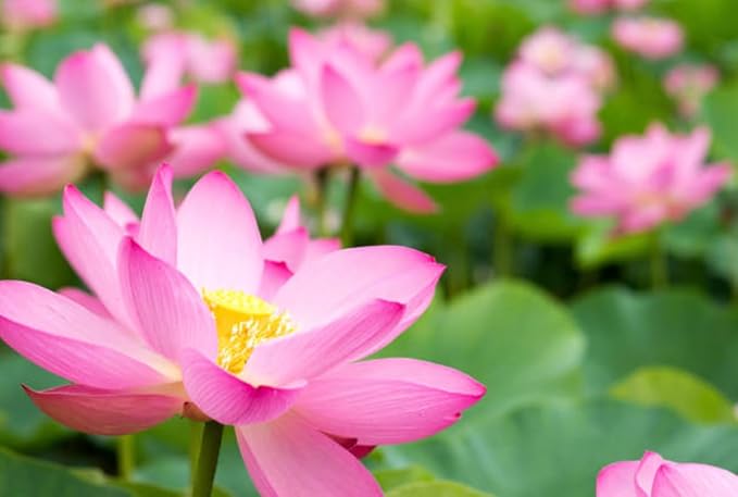 20 Lotus Seeds for Planting in Water – Precut Mixed Color Lotus Flower Seeds – Water Lily Plant for Indoor Bonsai Bowl, Outdoor Ponds & Water Gardens