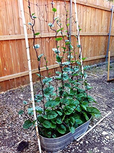 30 Malabar Red Stem Spinach Seeds Herb Heirloom Non-GMO Phooi Leaf, Red Vine, Alugbati, Vietnamese, from USA, Basella rubra