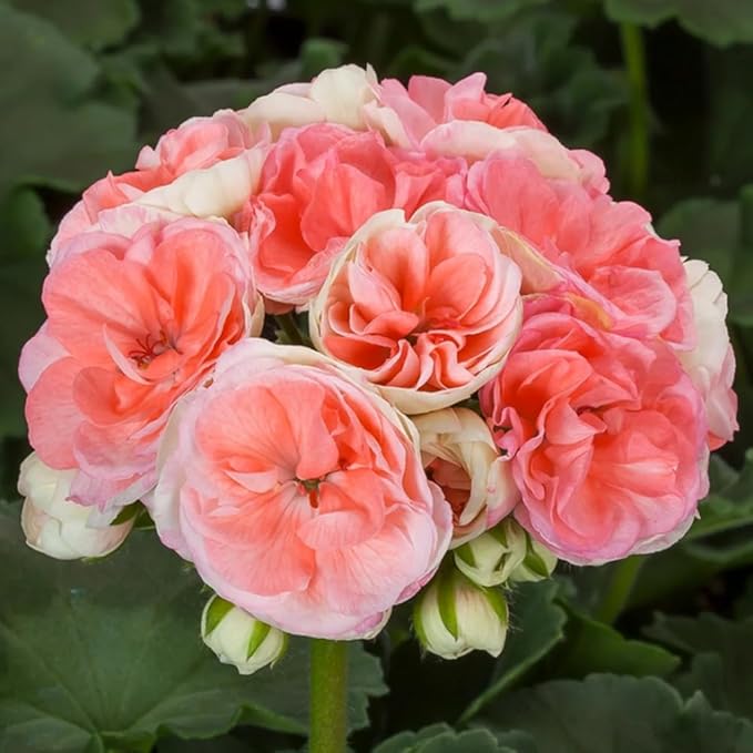 20+ Mixed Perennial Geranium Seeds for Planting-Hardy Double Geraniums Seeds Flower,Non-GMO Heirloom for Home Garden Outdoor