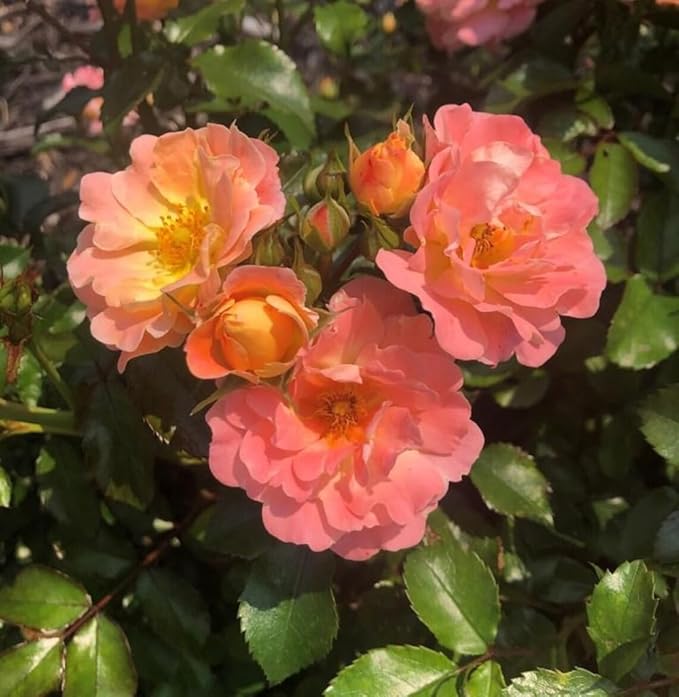 50+ Peach Rose Seeds Groundcover Rose Flowers Garden Planting