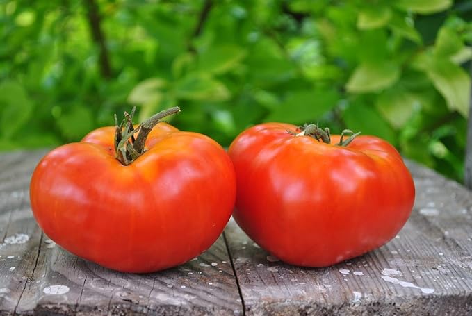 Seeds Red Mikado Tomato Heirloom Vegetable for Planting Non GMO