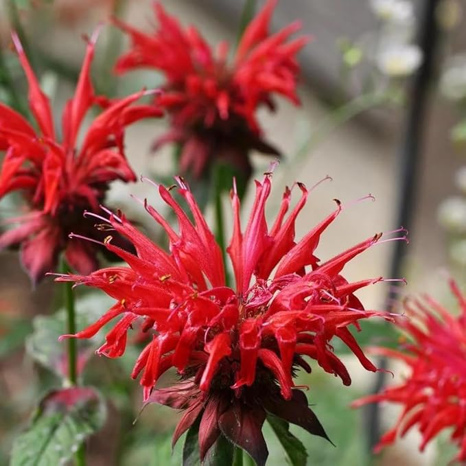 Bee Balm Seeds for Planting, 500pcs Ornamental Bee Balm Perennial Flower Seeds Non-GMO Heirloom Rare Cut Flower Plants, Open Pollinated Beauty Home Garden for Outdoors