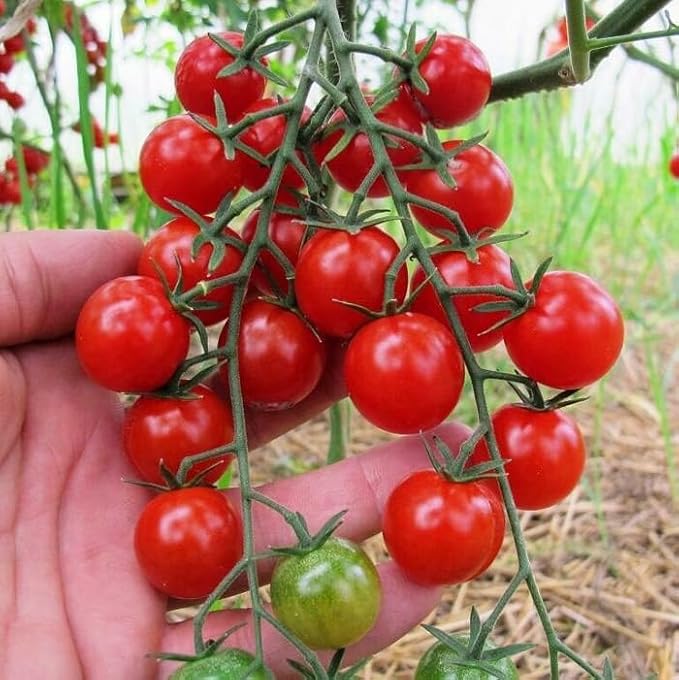 Seeds Cherry Tomato Sugar Lump Gardener's Delight Heirloom Vegetable for Planting Non GMO