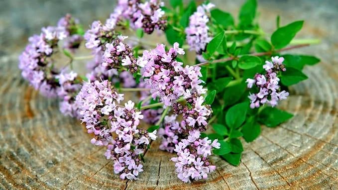 SeedsUP - 800+ Seeds Oregano - Herb Green