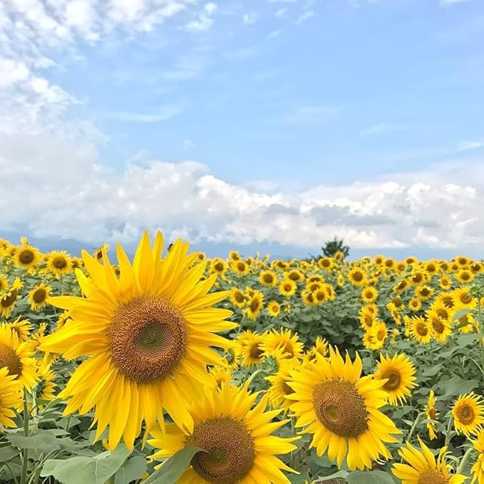 500+ Mixed Sunflower Seeds for Planting (17+ Varieties, Crazy Mixture), Indoor & Outdoor, Bulk Pack, Heirloom, Non-GMO, Attracts Butterflies & Bees