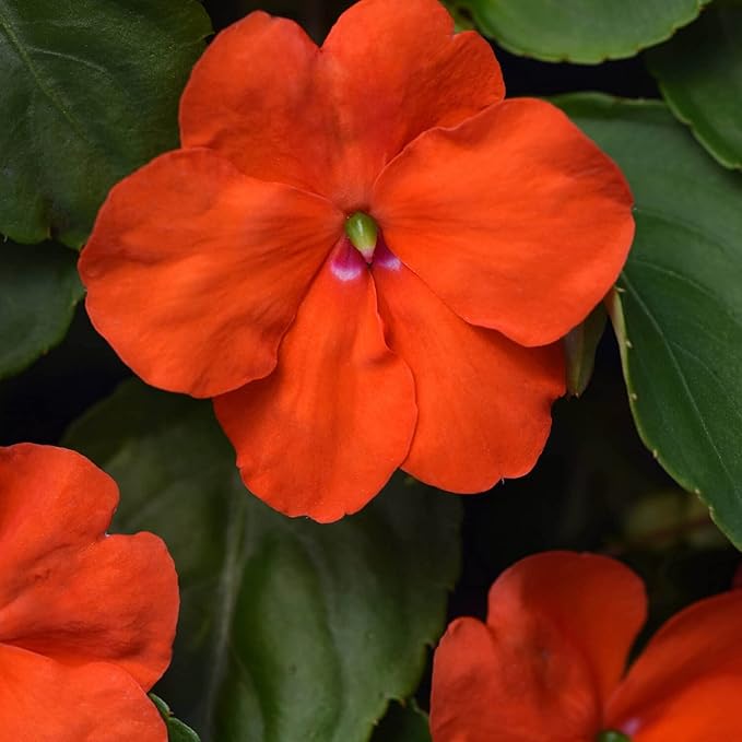 Outsidepride Beacon Orange Impatiens Flower Seeds - 25 Pcs Annual, Compact & Pollinator Friendly, Impatiens Seeds for Planting w/Vibrant, Abundant Blooms for Shade Gardens & Container Displays