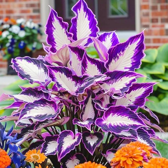Mix Hosta Seeds-215Pcs Perennial Flower Seeds for Planting in Your Home Ganden