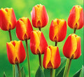 Tulipa Fringed Mixture Tulip Bulbs Size 11/12 for Planting - Plant in Fall, Winter or Early Spring (Apeldoorn's Elite, 15, Count)