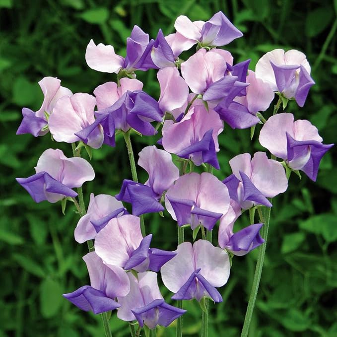 500+Mixed Sweet Pea Seeds for Planting Outdoors-Perennial Ornamental Flower Planting for Garden Container