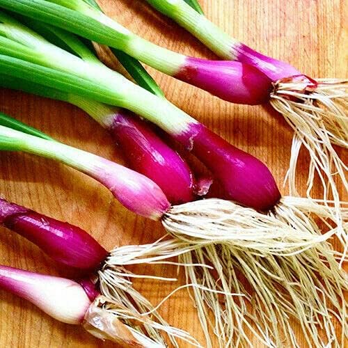 100+ Seeds Red Welsh Onion - Vegetable Red
